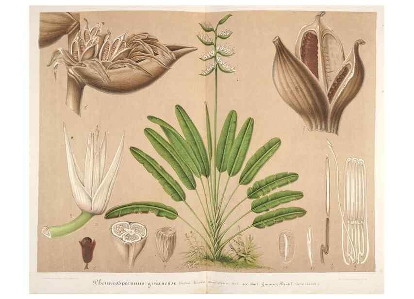 Reproducción/Reproduction 49687463547: L'Illustration horticole :. Gand, Belgium :Imprimerie et lithographie de F. et E. Gyselnyck,1854-1896.. 