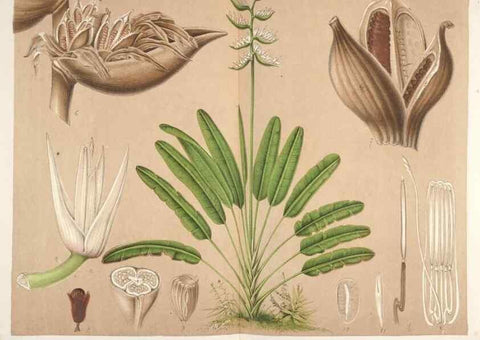 Reproducción/Reproduction 49687463547: L'Illustration horticole :. Gand, Belgium :Imprimerie et lithographie de F. et E. Gyselnyck,1854-1896.. 