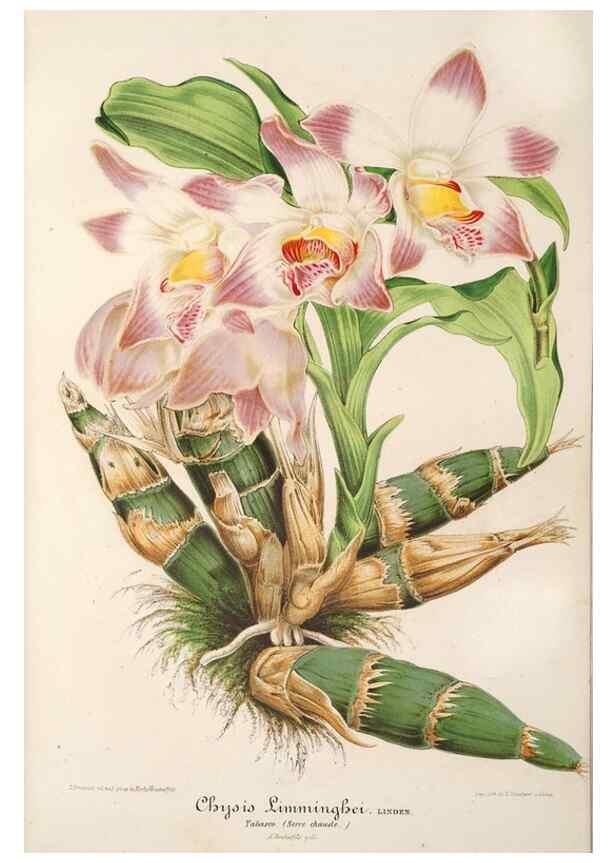 Reproducción/Reproduction 49687162366: L'Illustration horticole :. Gand, Belgium :Imprimerie et lithographie de F. et E. Gyselnyck,1854-1896.. 