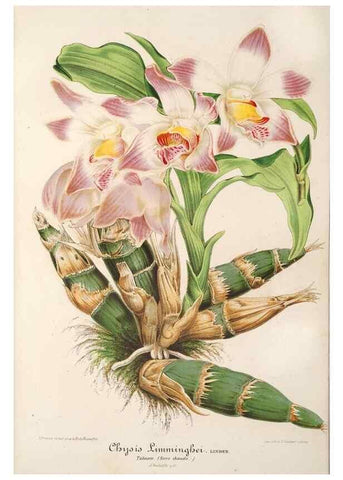 Reproducción/Reproduction 49687162366: L'Illustration horticole :. Gand, Belgium :Imprimerie et lithographie de F. et E. Gyselnyck,1854-1896.. 