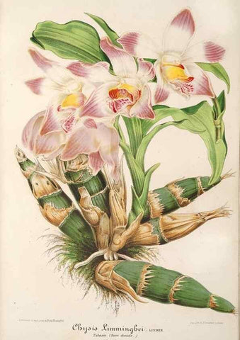 Reproducción/Reproduction 49687162366: L'Illustration horticole :. Gand, Belgium :Imprimerie et lithographie de F. et E. Gyselnyck,1854-1896.. 