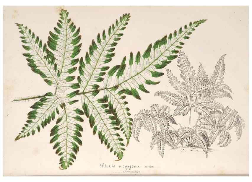 Reproducción/Reproduction 49687464232: L'Illustration horticole :. Gand, Belgium :Imprimerie et lithographie de F. et E. Gyselnyck,1854-1896.. 