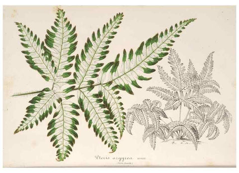 Reproducción/Reproduction 49687464232: L'Illustration horticole :. Gand, Belgium :Imprimerie et lithographie de F. et E. Gyselnyck,1854-1896.. 