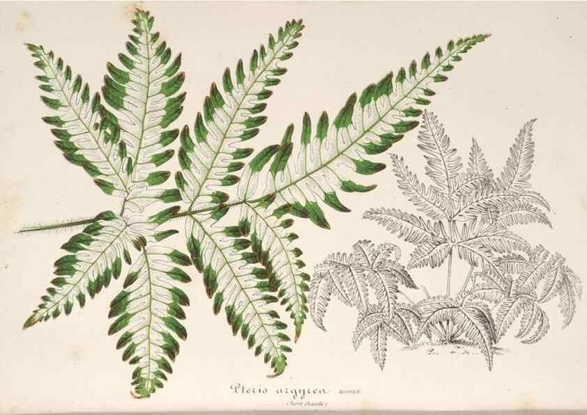 Reproducción/Reproduction 49687464232: L'Illustration horticole :. Gand, Belgium :Imprimerie et lithographie de F. et E. Gyselnyck,1854-1896.. 