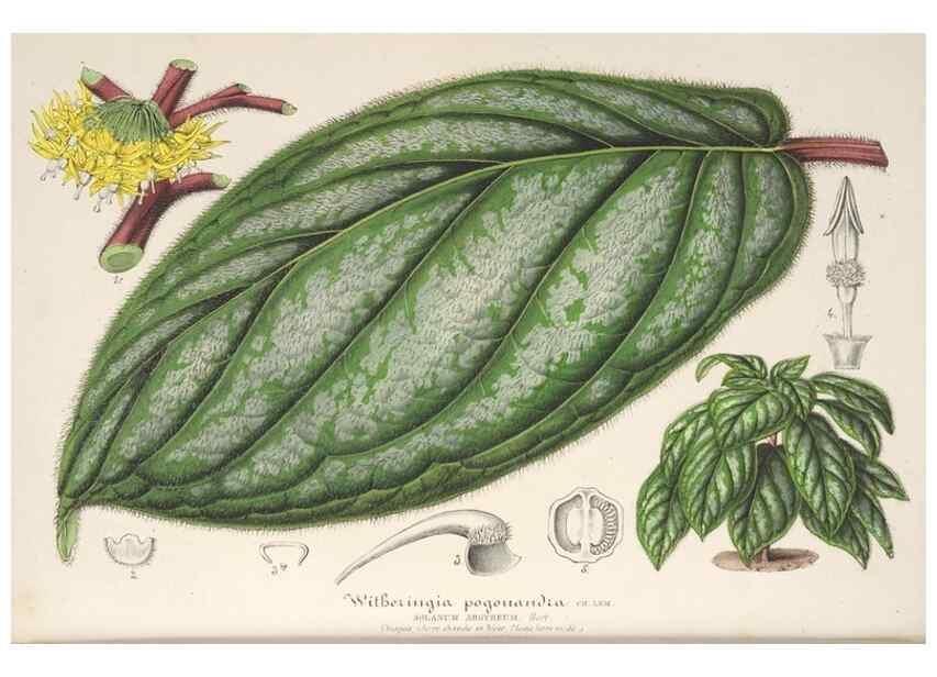 Reproducción/Reproduction 49686629528: L'Illustration horticole :. Gand, Belgium :Imprimerie et lithographie de F. et E. Gyselnyck,1854-1896.. 