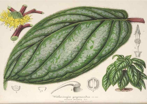 Reproducción/Reproduction 49686629528: L'Illustration horticole :. Gand, Belgium :Imprimerie et lithographie de F. et E. Gyselnyck,1854-1896.. 