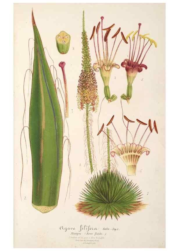 Reproducción/Reproduction 49687465322: L'Illustration horticole :. Gand, Belgium :Imprimerie et lithographie de F. et E. Gyselnyck,1854-1896.. 