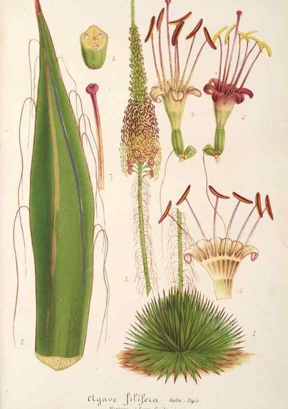 Reproducción/Reproduction 49687465322: L'Illustration horticole :. Gand, Belgium :Imprimerie et lithographie de F. et E. Gyselnyck,1854-1896.. 