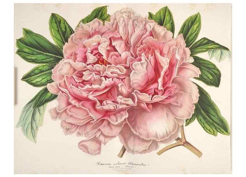 Reproducción/Reproduction 49686626048: L'Illustration horticole :. Gand, Belgium :Imprimerie et lithographie de F. et E. Gyselnyck,1854-1896.. 