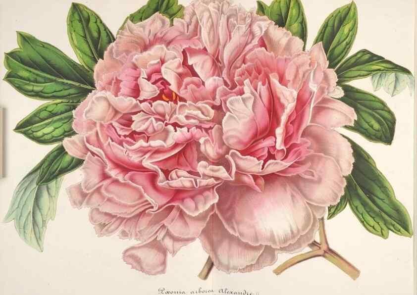 Reproducción/Reproduction 49686626048: L'Illustration horticole :. Gand, Belgium :Imprimerie et lithographie de F. et E. Gyselnyck,1854-1896.. 
