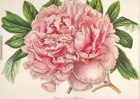 Reproducción/Reproduction 49686626048: L'Illustration horticole :. Gand, Belgium :Imprimerie et lithographie de F. et E. Gyselnyck,1854-1896.. 