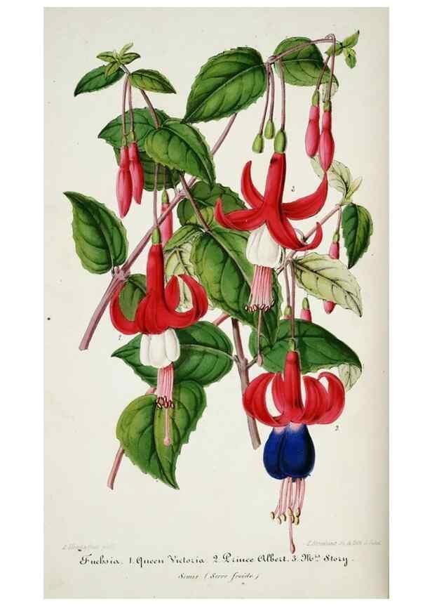 Reproducción/Reproduction 49684210136: L'Illustration horticole :. Gand, Belgium :Imprimerie et lithographie de F. et E. Gyselnyck,1854-1896.. 