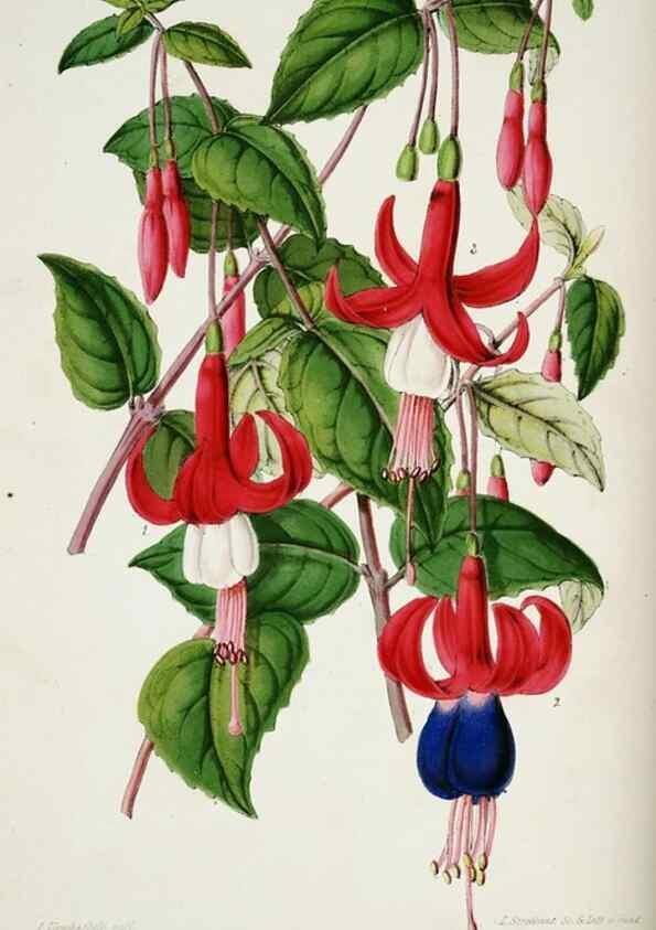 Reproducción/Reproduction 49684210136: L'Illustration horticole :. Gand, Belgium :Imprimerie et lithographie de F. et E. Gyselnyck,1854-1896.. 