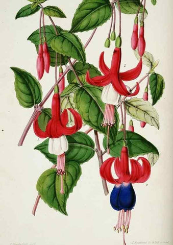 Reproducción/Reproduction 49684210136: L'Illustration horticole :. Gand, Belgium :Imprimerie et lithographie de F. et E. Gyselnyck,1854-1896.. 