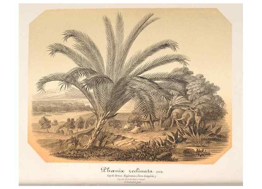 Reproducción/Reproduction 49686556807: L'Illustration horticole :. Gand, Belgium :Imprimerie et lithographie de F. et E. Gyselnyck,1854-1896.. 
