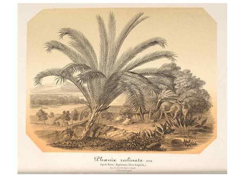 Reproducción/Reproduction 49686556807: L'Illustration horticole :. Gand, Belgium :Imprimerie et lithographie de F. et E. Gyselnyck,1854-1896.. 
