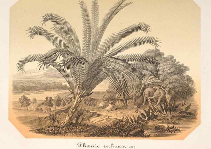 Reproducción/Reproduction 49686556807: L'Illustration horticole :. Gand, Belgium :Imprimerie et lithographie de F. et E. Gyselnyck,1854-1896.. 
