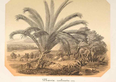 Reproducción/Reproduction 49686556807: L'Illustration horticole :. Gand, Belgium :Imprimerie et lithographie de F. et E. Gyselnyck,1854-1896.. 