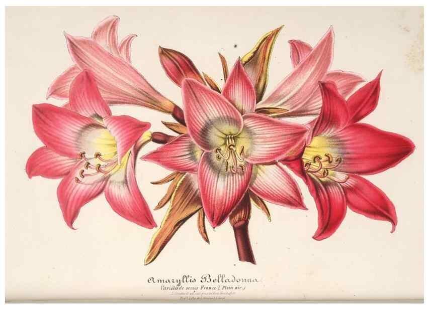 Reproducción/Reproduction 49685723213: L'Illustration horticole :. Gand, Belgium :Imprimerie et lithographie de F. et E. Gyselnyck,1854-1896.. 
