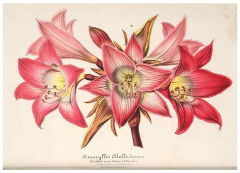 Reproducción/Reproduction 49685723213: L'Illustration horticole :. Gand, Belgium :Imprimerie et lithographie de F. et E. Gyselnyck,1854-1896.. 