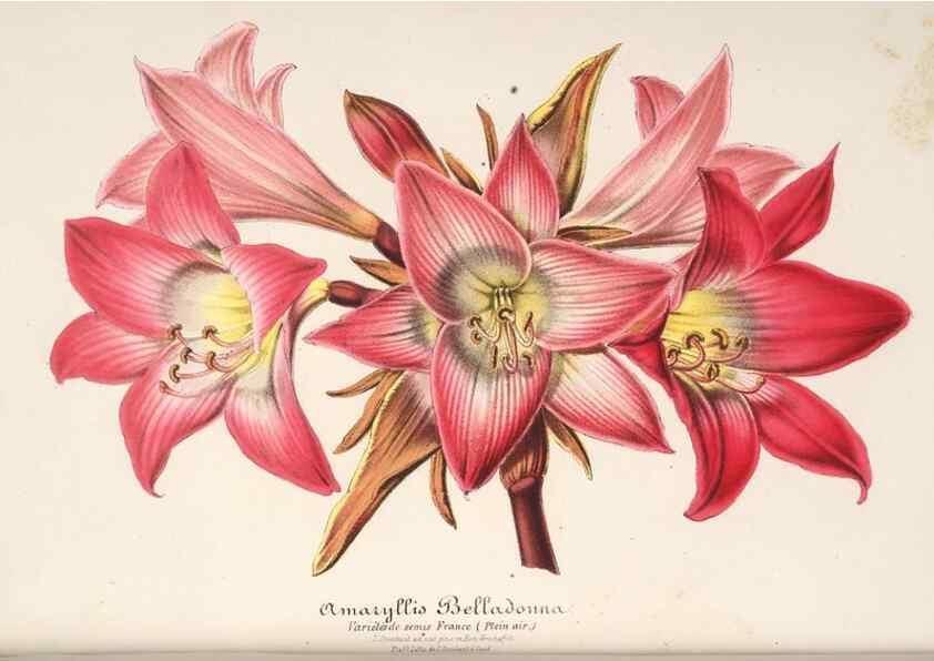 Reproducción/Reproduction 49685723213: L'Illustration horticole :. Gand, Belgium :Imprimerie et lithographie de F. et E. Gyselnyck,1854-1896.. 