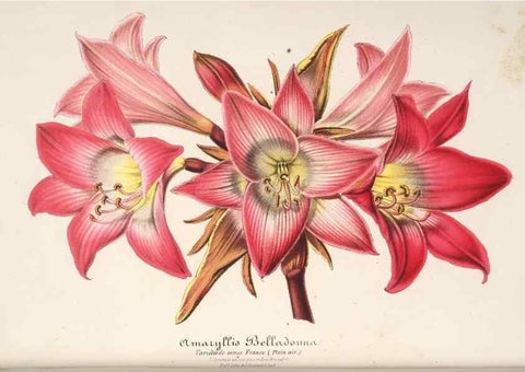 Reproducción/Reproduction 49685723213: L'Illustration horticole :. Gand, Belgium :Imprimerie et lithographie de F. et E. Gyselnyck,1854-1896.. 