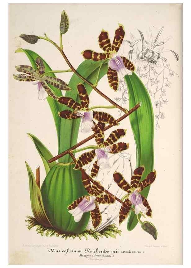 Reproducción/Reproduction 49686249571: L'Illustration horticole :. Gand, Belgium :Imprimerie et lithographie de F. et E. Gyselnyck,1854-1896.. 