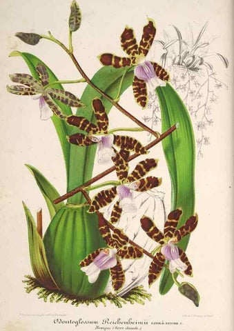 Reproducción/Reproduction 49686249571: L'Illustration horticole :. Gand, Belgium :Imprimerie et lithographie de F. et E. Gyselnyck,1854-1896.. 