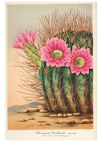 Reproducción/Reproduction 49685718698: L'Illustration horticole :. Gand, Belgium :Imprimerie et lithographie de F. et E. Gyselnyck,1854-1896.. 