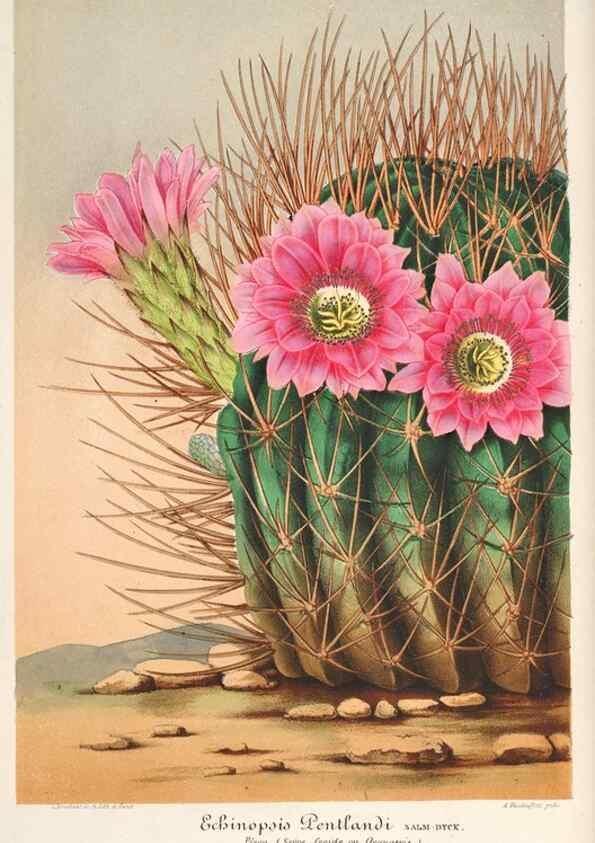 Reproducción/Reproduction 49685718698: L'Illustration horticole :. Gand, Belgium :Imprimerie et lithographie de F. et E. Gyselnyck,1854-1896.. 