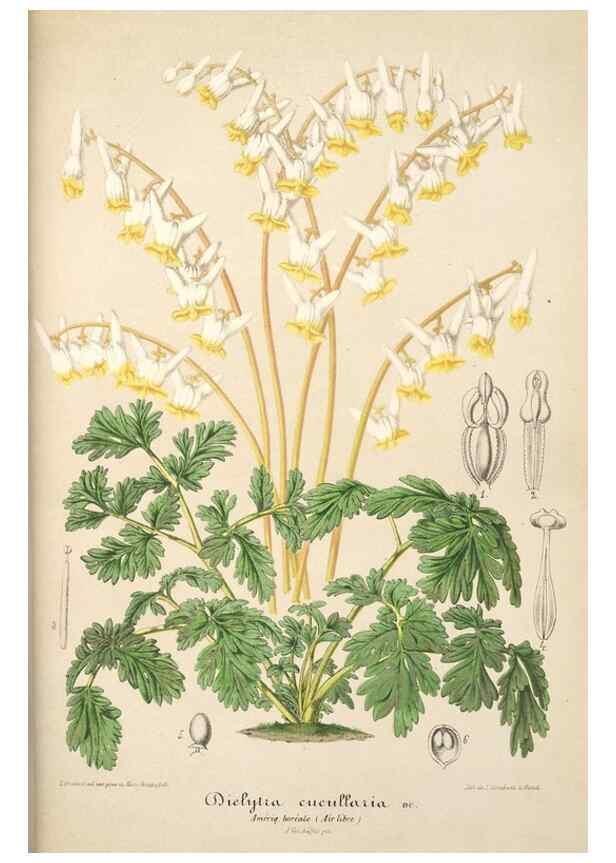 Reproducción/Reproduction 49685718963: L'Illustration horticole :. Gand, Belgium :Imprimerie et lithographie de F. et E. Gyselnyck,1854-1896.. 