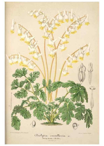 Reproducción/Reproduction 49685718963: L'Illustration horticole :. Gand, Belgium :Imprimerie et lithographie de F. et E. Gyselnyck,1854-1896.. 