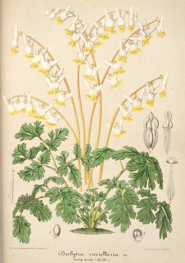 Reproducción/Reproduction 49685718963: L'Illustration horticole :. Gand, Belgium :Imprimerie et lithographie de F. et E. Gyselnyck,1854-1896.. 