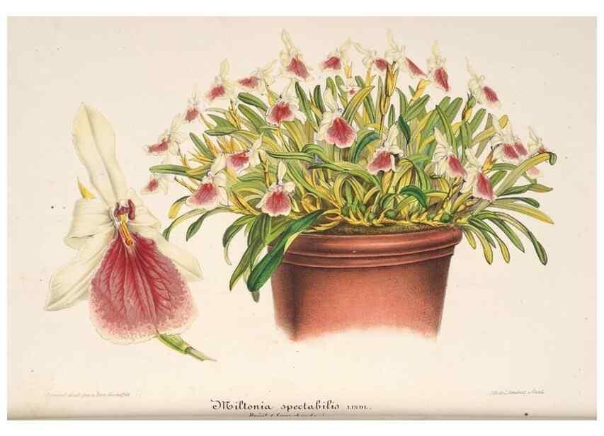 Reproducción/Reproduction 49686552937: L'Illustration horticole :. Gand, Belgium :Imprimerie et lithographie de F. et E. Gyselnyck,1854-1896.. 