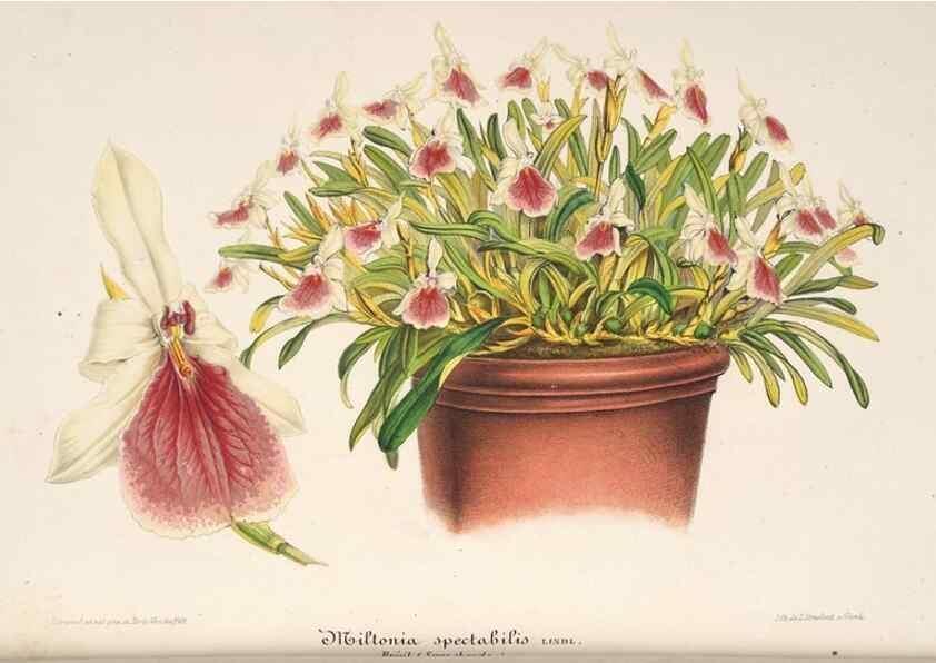 Reproducción/Reproduction 49686552937: L'Illustration horticole :. Gand, Belgium :Imprimerie et lithographie de F. et E. Gyselnyck,1854-1896.. 