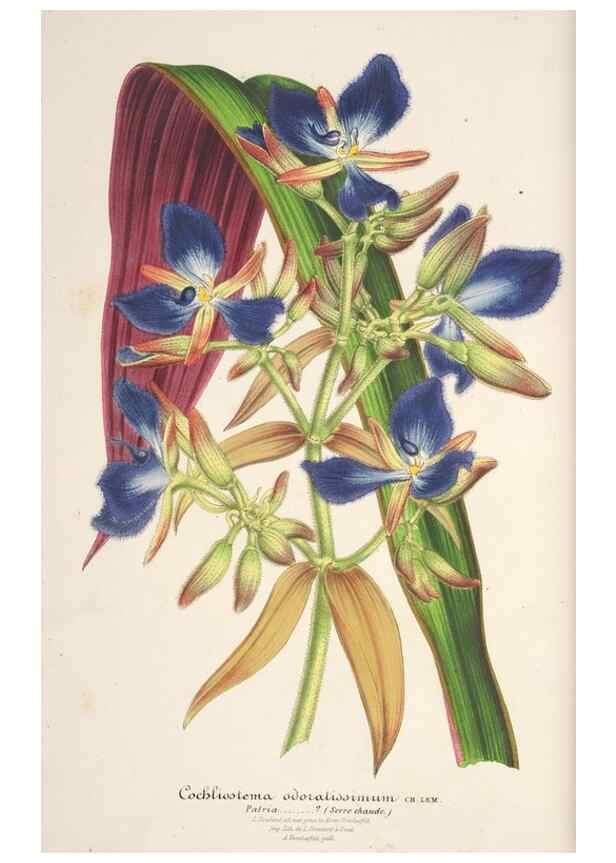 Reproducción/Reproduction 49686250846: L'Illustration horticole :. Gand, Belgium :Imprimerie et lithographie de F. et E. Gyselnyck,1854-1896.. 