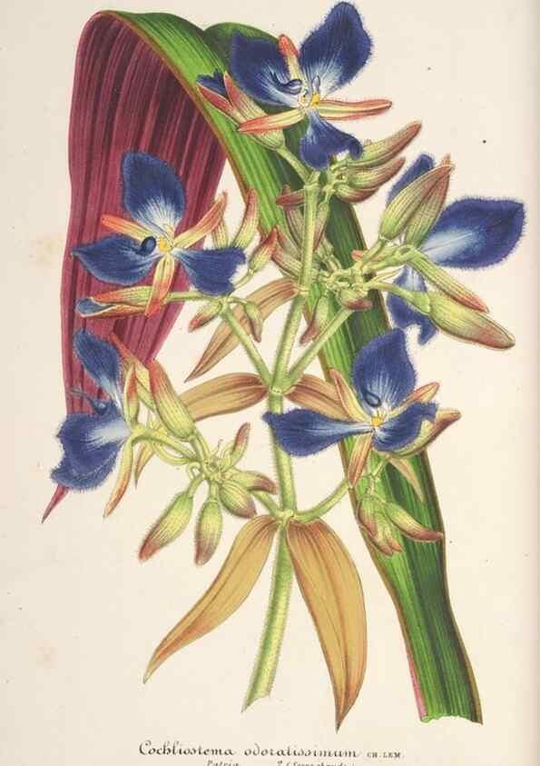 Reproducción/Reproduction 49686250846: L'Illustration horticole :. Gand, Belgium :Imprimerie et lithographie de F. et E. Gyselnyck,1854-1896.. 
