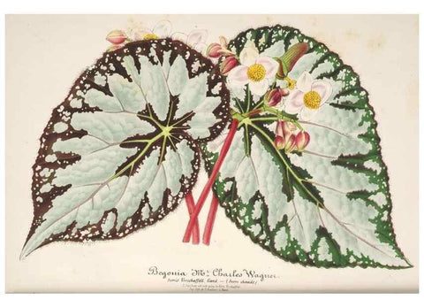 Reproducción/Reproduction 49686251316: L'Illustration horticole :. Gand, Belgium :Imprimerie et lithographie de F. et E. Gyselnyck,1854-1896.. 