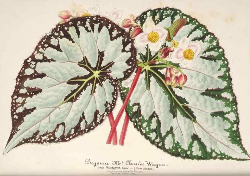 Reproducción/Reproduction 49686251316: L'Illustration horticole :. Gand, Belgium :Imprimerie et lithographie de F. et E. Gyselnyck,1854-1896.. 