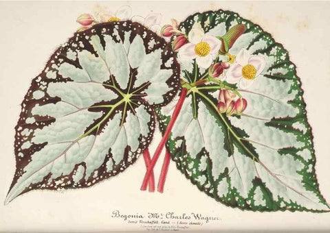 Reproducción/Reproduction 49686251316: L'Illustration horticole :. Gand, Belgium :Imprimerie et lithographie de F. et E. Gyselnyck,1854-1896.. 