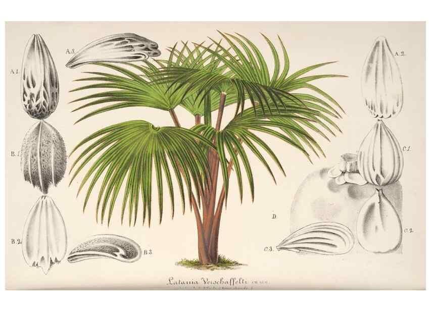 Reproducción/Reproduction 49686254466: L'Illustration horticole :. Gand, Belgium :Imprimerie et lithographie de F. et E. Gyselnyck,1854-1896.. 