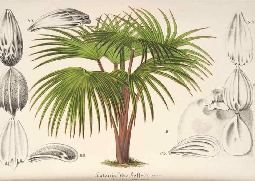 Reproducción/Reproduction 49686254466: L'Illustration horticole :. Gand, Belgium :Imprimerie et lithographie de F. et E. Gyselnyck,1854-1896.. 