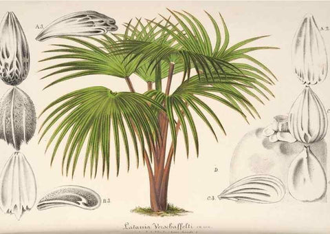 Reproducción/Reproduction 49686254466: L'Illustration horticole :. Gand, Belgium :Imprimerie et lithographie de F. et E. Gyselnyck,1854-1896.. 