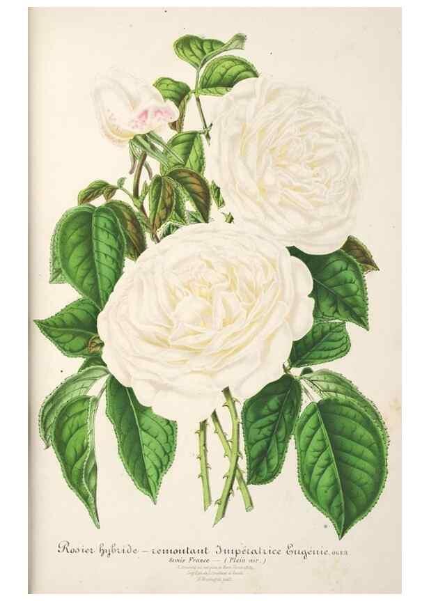 Reproducción/Reproduction 49686554042: L'Illustration horticole :. Gand, Belgium :Imprimerie et lithographie de F. et E. Gyselnyck,1854-1896.. 