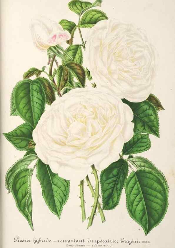 Reproducción/Reproduction 49686554042: L'Illustration horticole :. Gand, Belgium :Imprimerie et lithographie de F. et E. Gyselnyck,1854-1896.. 