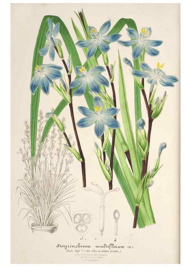 Reproducción/Reproduction 49686252131: L'Illustration horticole :. Gand, Belgium :Imprimerie et lithographie de F. et E. Gyselnyck,1854-1896.. 