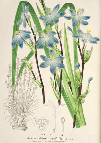 Reproducción/Reproduction 49686252131: L'Illustration horticole :. Gand, Belgium :Imprimerie et lithographie de F. et E. Gyselnyck,1854-1896.. 
