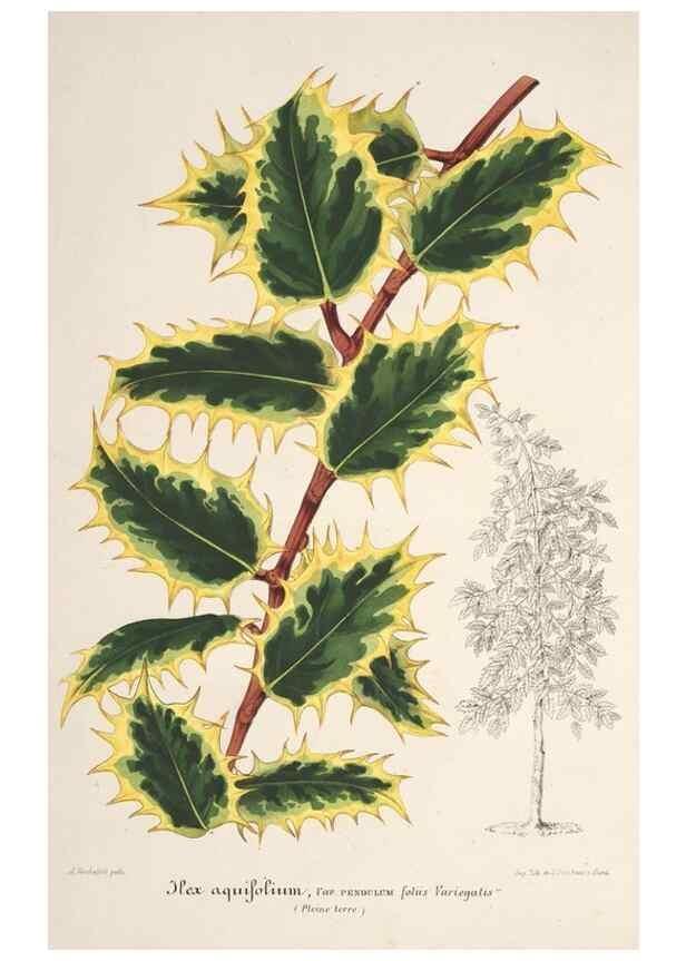 Reproducción/Reproduction 49686554767: L'Illustration horticole :. Gand, Belgium :Imprimerie et lithographie de F. et E. Gyselnyck,1854-1896.. 