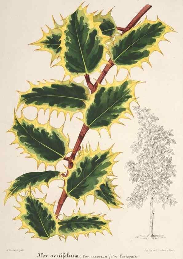 Reproducción/Reproduction 49686554767: L'Illustration horticole :. Gand, Belgium :Imprimerie et lithographie de F. et E. Gyselnyck,1854-1896.. 