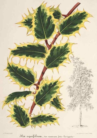 Reproducción/Reproduction 49686554767: L'Illustration horticole :. Gand, Belgium :Imprimerie et lithographie de F. et E. Gyselnyck,1854-1896.. 